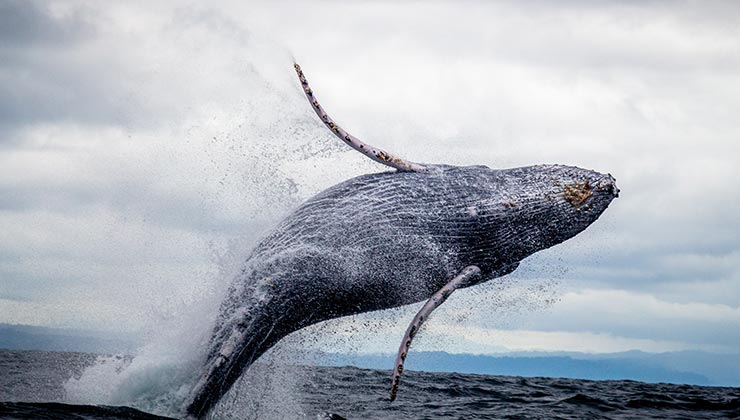 Las ballenas jorobadas se caracterizan por sus piruetas. Se las puede disfrutar en la costa de México (Foto: Silvana Palacios - Pexels).