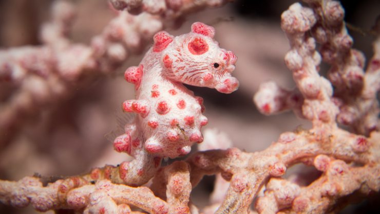 Alerta de ternura: ¿conoces los caballitos de mar pigmeos?