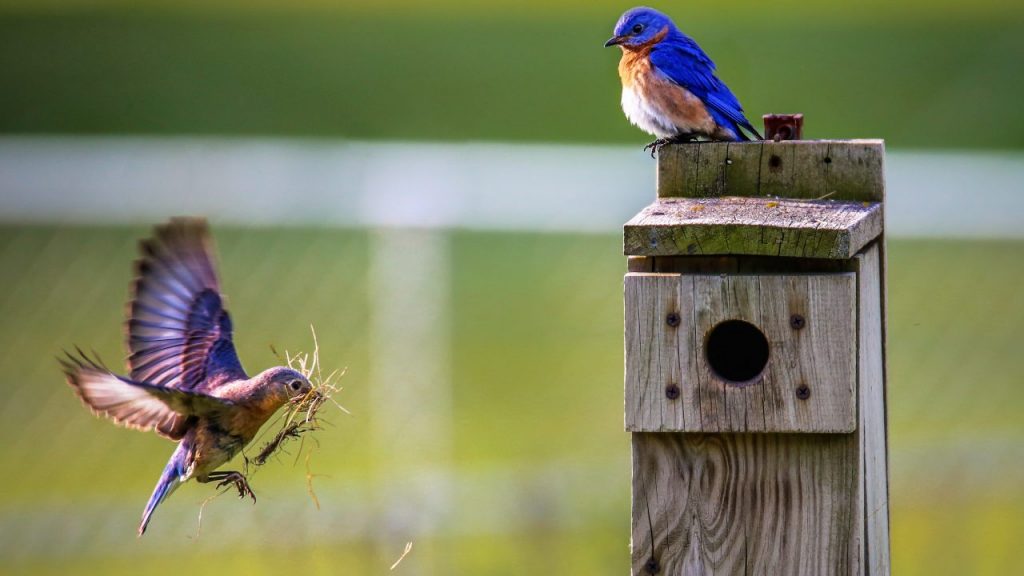 Cajas nido: ¿qué función cumplen y cómo puedes hacerlas en casa?