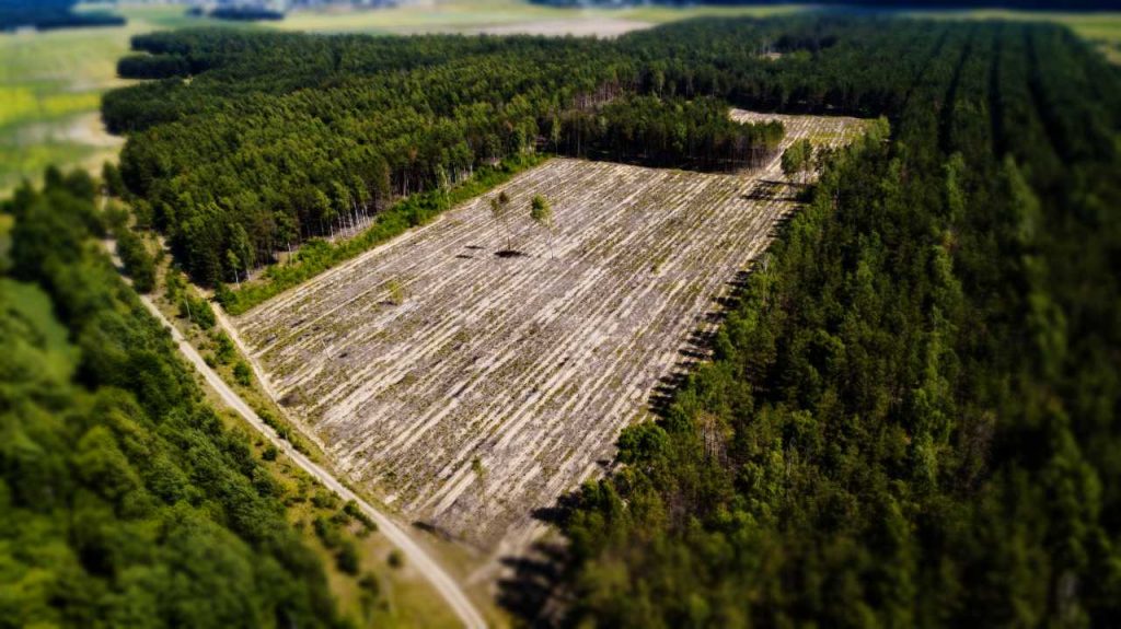 Cada 3 segundos se pierde un área de bosques igual a un campo de fútbol