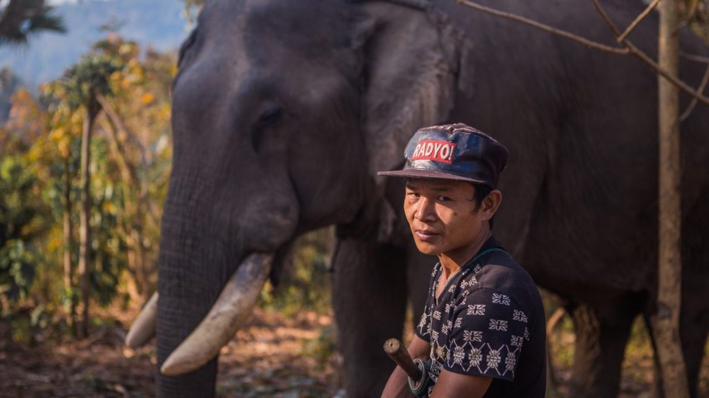 El incierto destino de los elefantes de carga en Myanmar