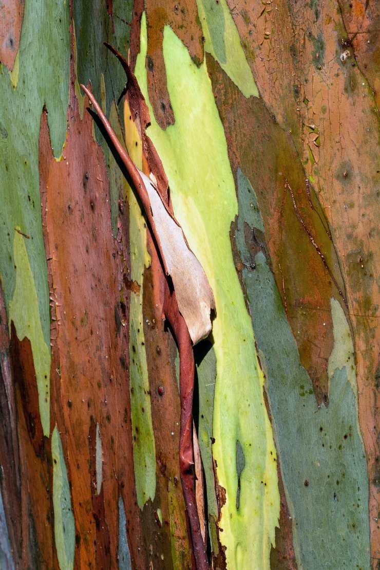 Eucalyptus deglupta