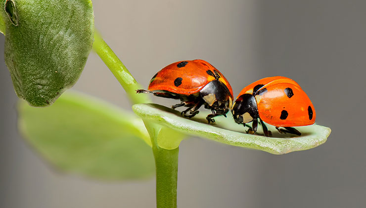 El pequeño universo de los insectos tiene millones de detalles para descubrir (Foto: Pixabay - Pexels).