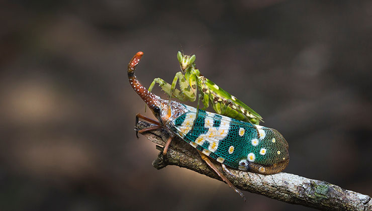 Otra cosa que atrae mucho de los insectos es su particular comportamiento (Foto: Quang Nguyen Vinh - Pexels).