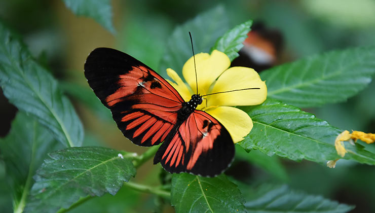 Las aplicaciones para identificar insectos son muy útiles para aprender (Foto: Vadim Lu - Pexels).