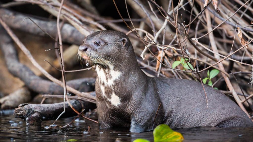 Descubren una nutria gigante en Argentina, especie que creían extinta