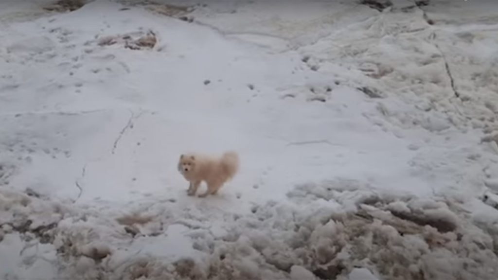 El rompehielos ruso rescató a este perro atrapado en el Ártico (Foto: captura de video).