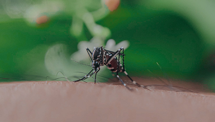 Los mosquitos que pican a las personas son hembras. Si se relacionan con un macho modificado genéticamente morirían (Foto: Anuj - Pexels).