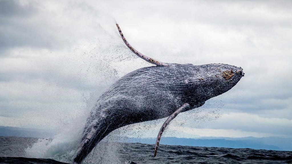 Las ballenas jorobadas se caracterizan por sus piruetas. Se las puede disfrutar en la costa de México (Foto: Silvana Palacios - Pexels).