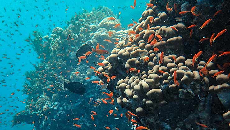 Si preservamos la vida bajo el agua estamos preservando la vida en tierra firme (Foto: Francesco Ungaro - Pexels).