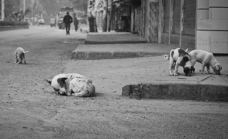 animales callejeros