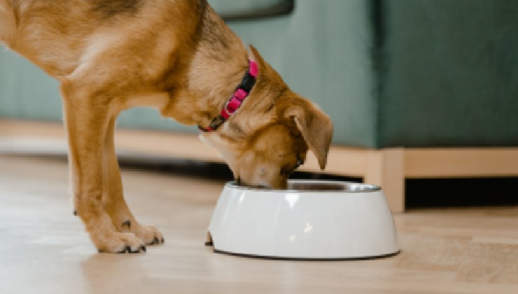 perro comiendo