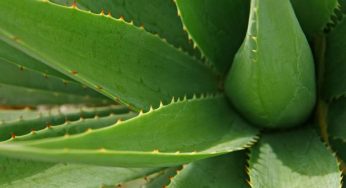 Gel mágico de aloe vera: la mejor manera de hacerlo en casa y sin gastar un centavo