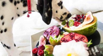 Amantes de los perros: La opción que muchos están tomando para aumentar su bienestar